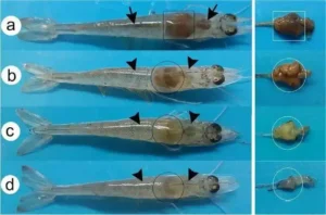 sDHelix Q8 qPCR system and detection kits monitoring shrimp hepatopancreas enlargement and pathogen infections in Litopenaeus vannamei