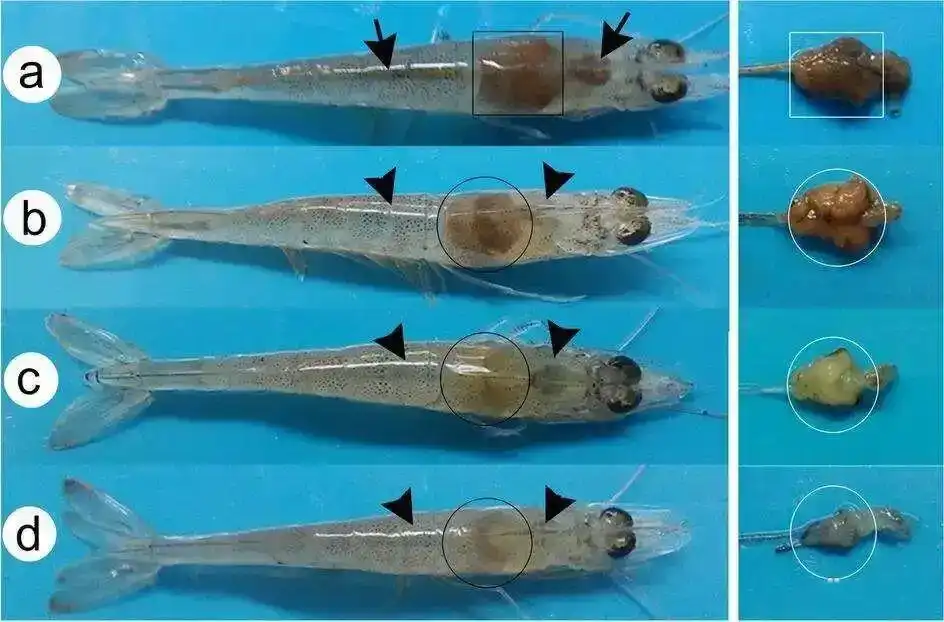sDHelix Q8 qPCR system and detection kits monitoring shrimp hepatopancreas enlargement and pathogen infections in Litopenaeus vannamei